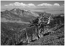 Bristlecone pine tree on slope overlooking desert, Mt Washington. Great Basin National Park, Nevada, USA. (black and white)