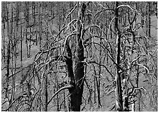 Burned Forest. Great Basin  National Park ( black and white)