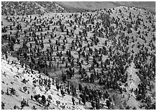 Hillside covered by forest of Bristlecone Pines near Mt Washington. Great Basin National Park ( black and white)