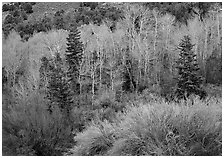 Tapestry of shrubs and trees in early spring. Great Basin National Park ( black and white)