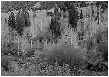 Bare trees, new leaves, and conifers. Great Basin  National Park ( black and white)