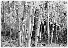 Aspens, Windy Canyon, autumn. Great Basin  National Park ( black and white)