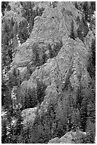 Limestone towers and pine trees near Lexington Arch. Great Basin National Park ( black and white)
