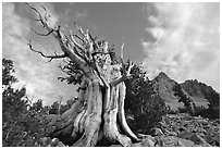 Bristlecone Pine tree, Wheeler Peak Basin, afternoon. Great Basin National Park ( black and white)