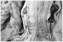 Detail of Bristlecone pine trunk. Great Basin National Park ( black and white)