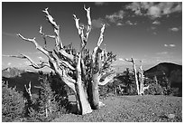 Tall Bristlecone pine trees, afternoon. Great Basin National Park ( black and white)