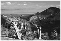 Bristlecone pine trees and Pole Canyon, afternoon. Great Basin National Park ( black and white)