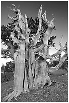 Ancient Bristlecone pine tree. Great Basin National Park ( black and white)