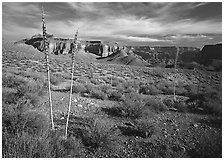 Agave flower skeletons and mesas in Surprise Valley. Grand Canyon National Park ( black and white)