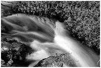 Thunder River stream with red flowers. Grand Canyon National Park, Arizona, USA. (black and white)