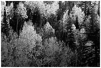 Backlit Aspen forest in autumn foliage on hillside, North Rim. Grand Canyon National Park ( black and white)
