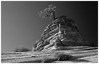 Lone pine on sandstone swirl, Mesa area. Zion National Park ( black and white)