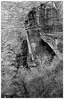 The Pulpit and bare trees, Zion Canyon. Zion National Park, Utah, USA. (black and white)