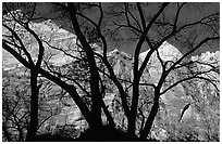 Canyon walls seen through bare trees, Zion Canyon. Zion National Park ( black and white)