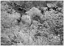 Cliff, waterfall, and trees in fall colors, near  first Emerald Pool. Zion National Park ( black and white)