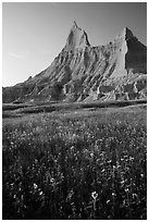 Sunflowers and pointed pinnacles at sunset. Badlands National Park, South Dakota, USA. (black and white)
