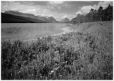 Wildflowers on shore of Sherburne Lake. Glacier National Park, Montana, USA. (black and white)