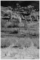 Shrubs and cottonwoods in autum foliage, Medano Creek. Great Sand Dunes National Park, Colorado, USA. (black and white)
