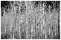 Bare trees. Grand Teton National Park ( black and white)