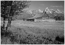 Trees, pasture and Old Barn on Mormon row, morning. Grand Teton National Park, Wyoming, USA. (black and white)