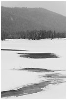 Winter landscape with  trumpeters swans. Grand Teton National Park, Wyoming, USA. (black and white)