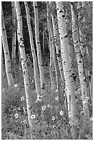 Sunflowers, lupines and aspen forest. Grand Teton National Park, Wyoming, USA. (black and white)