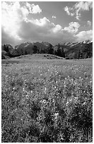 Yelloe summer flowers in Horseshoe park. Rocky Mountain National Park, Colorado, USA. (black and white)