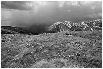Alpine wildflowers and summer storm along Trail Ridge road. Rocky Mountain National Park, Colorado, USA. (black and white)