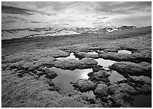 Alpine tundra and the Never Summer range in autumn. Rocky Mountain National Park ( black and white)