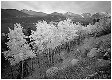 Aspens in bright yellow foliage and mountain range in Glacier basin. Rocky Mountain National Park ( black and white)