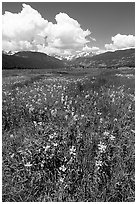 Meadow with wildflower carpet near Horseshoe Park. Rocky Mountain National Park, Colorado, USA. (black and white)