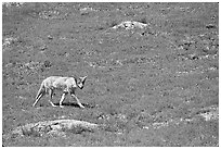 Coyote roaming in  prairie dog town, South Unit. Theodore Roosevelt National Park, North Dakota, USA. (black and white)