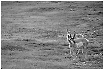 Pronghorn Antelope bull and cow. Wind Cave National Park, South Dakota, USA. (black and white)