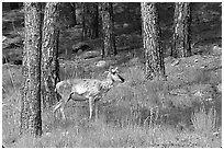Pronghorn Antelope in pine forest. Wind Cave National Park, South Dakota, USA. (black and white)