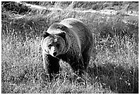 Grizzly bear. Yellowstone National Park ( black and white)