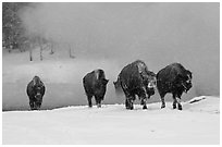 Group of buffaloes crossing river in winter. Yellowstone National Park, Wyoming, USA. (black and white)