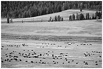 Buffalo herd in Lamar Valley, dawn. Yellowstone National Park, Wyoming, USA. (black and white)