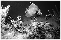 Tropical Fish. Biscayne National Park, Florida, USA. (black and white)