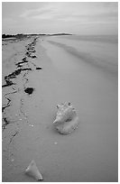 Conch shell and sand beach on Bush Key. Dry Tortugas National Park, Florida, USA. (black and white)