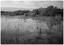 Mixed marsh ecosystem with mangrove shrubs near Parautis pond, morning. Everglades National Park, Florida, USA. (black and white)