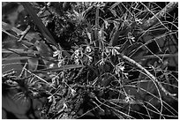 Tampa Butterfly Orchid (Encyclia tampensis). Everglades National Park, Florida, USA. (black and white)