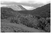 Lush Kipahulu mountains. Haleakala National Park, Hawaii, USA. (black and white)