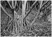 Trunks of Pandamus trees. Haleakala National Park ( black and white)