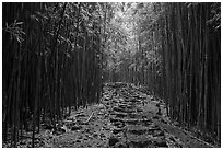 Trail through bamboo forest. Haleakala National Park ( black and white)
