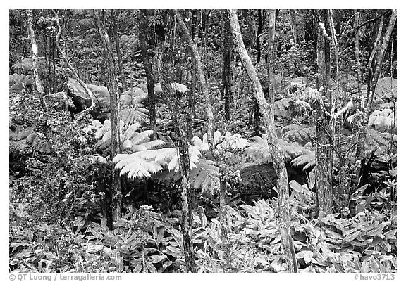 Rainforest Ferns and trees. Hawaii Volcanoes National Park (black and white)
