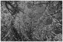Looking up forest of koa trees. Hawaii Volcanoes National Park, Hawaii, USA. (black and white)