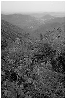 Bougainvillea flowers and view from ridge. Virgin Islands National Park, US Virgin Islands. (black and white)