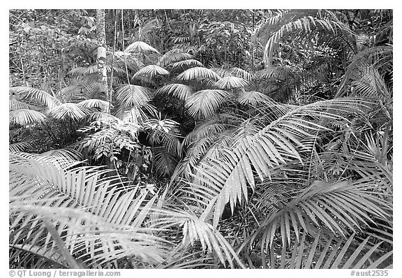 Black and White Picture/photo (Intimate Landscapes): Ferns in Rainforest, 