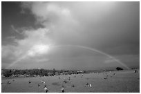 Rainbow over grassy cemetery. Maui, Hawaii, USA (black and white)