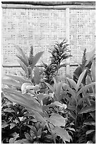Wild ginger flower and wall of hut. Polynesian Cultural Center, Oahu island, Hawaii, USA (black and white)